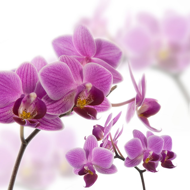Orchidea