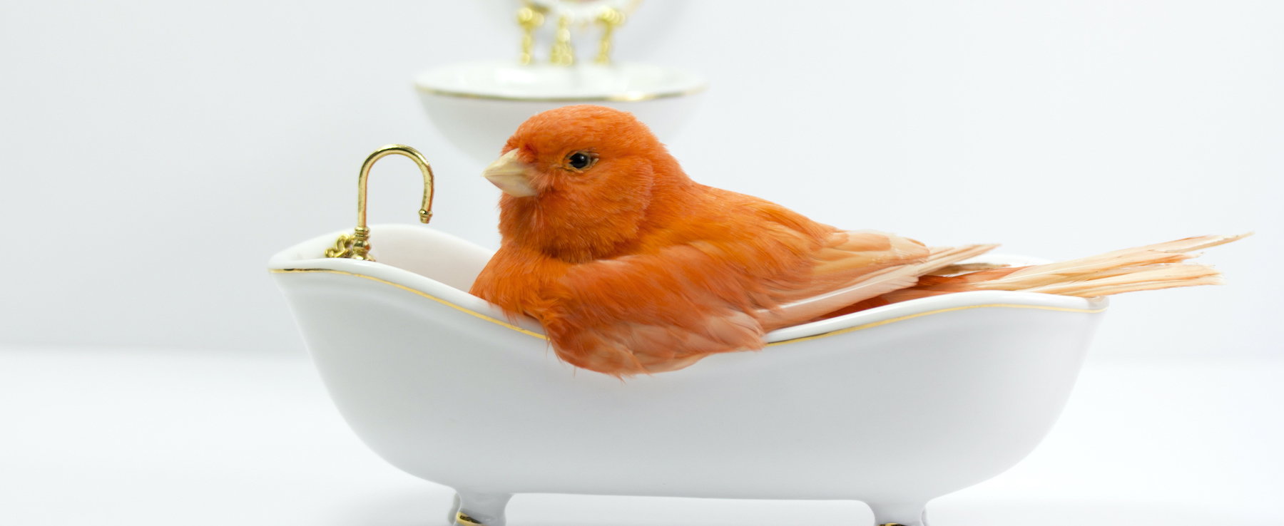 Bird taking a bath in the bathtub