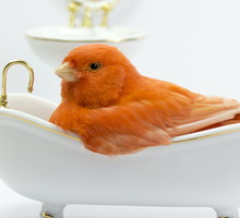 Bird taking a bath in the bathtub