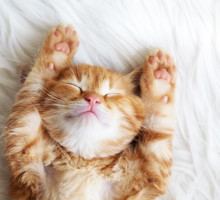 Red kitten