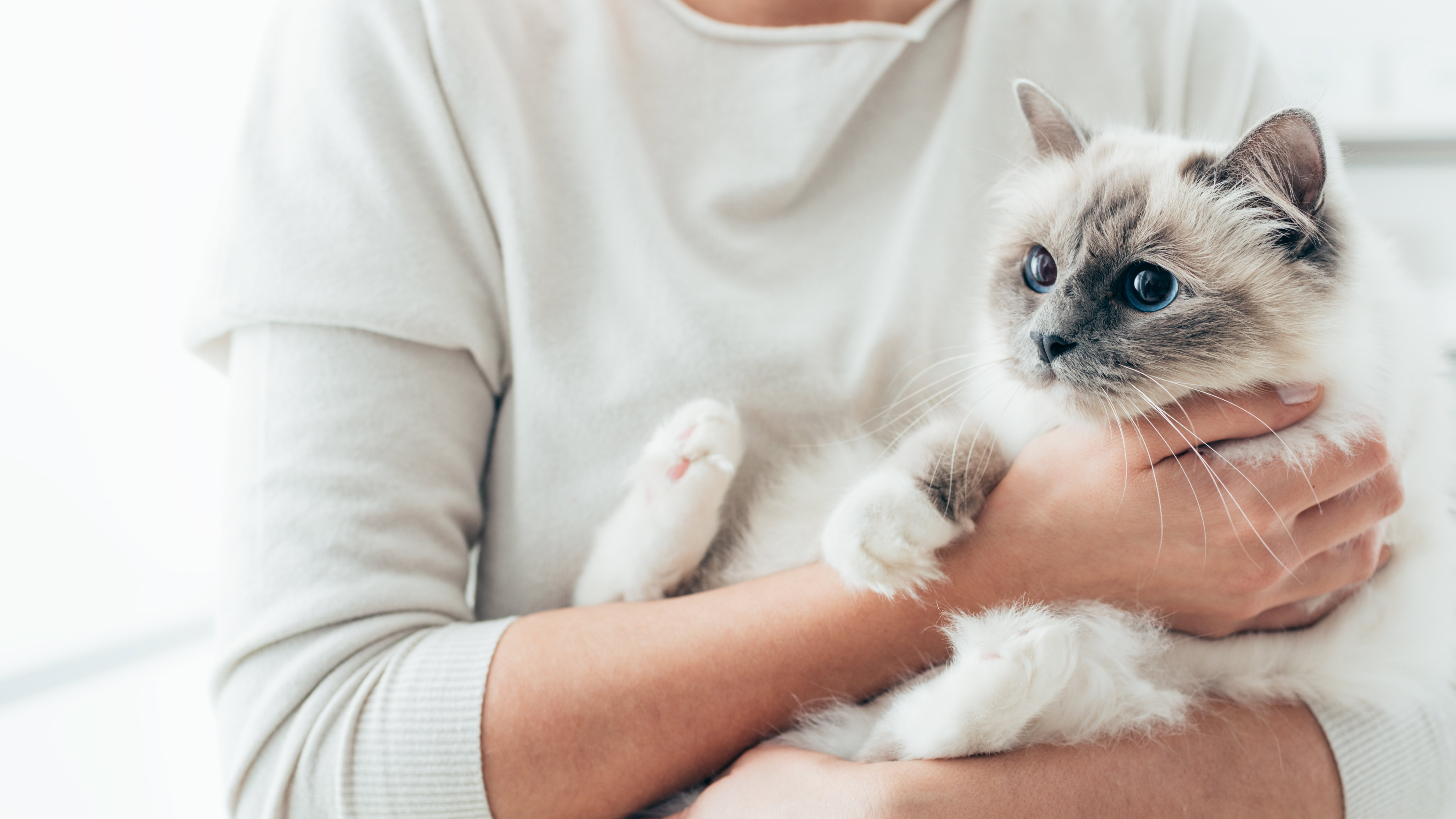 Happy cat in her owner's arms