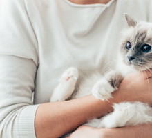 Happy cat in her owner's arms