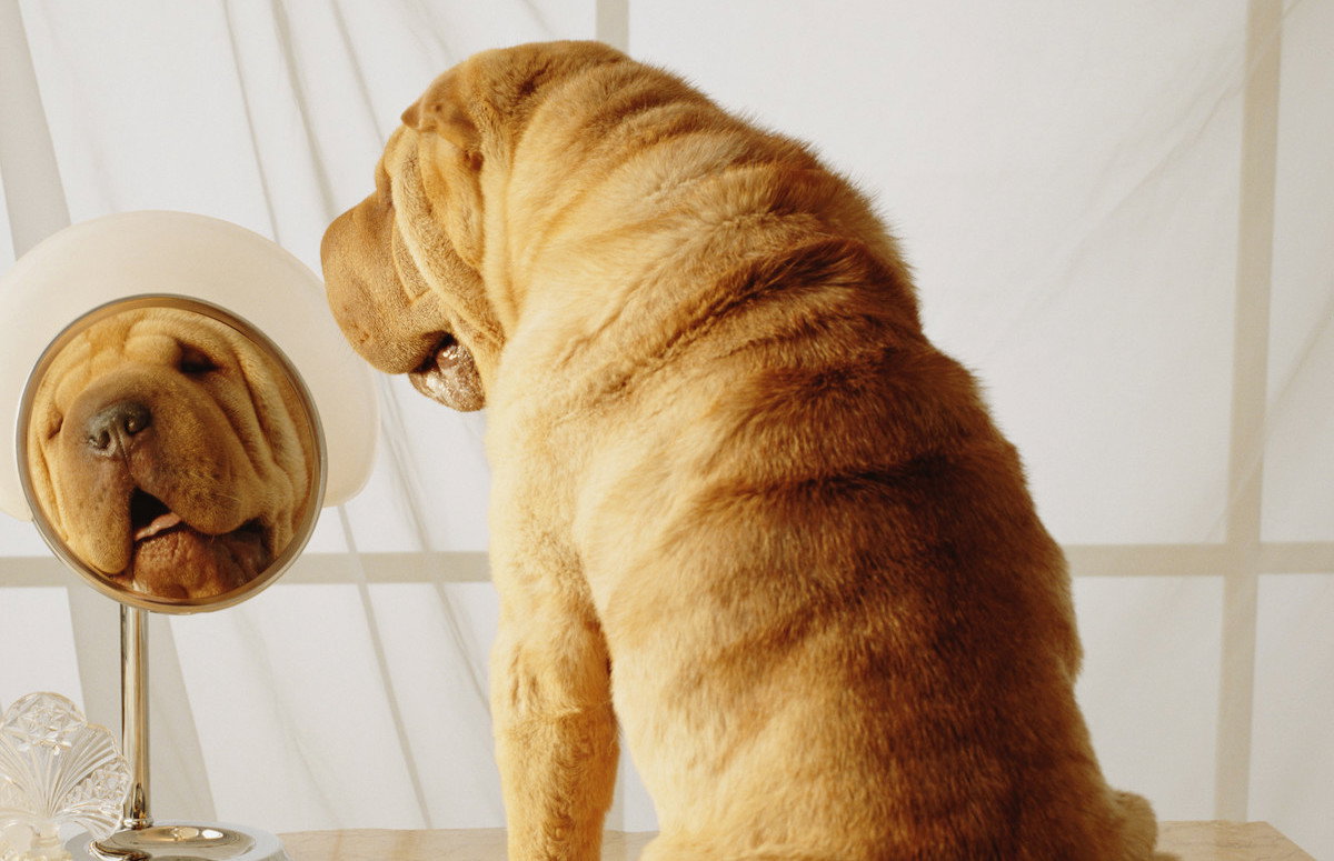 SHAR-PEI WITH MAKE-UP AND WRINKLES