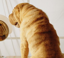 SHAR-PEI WITH MAKE-UP AND WRINKLES