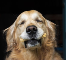 Holding the biscuit