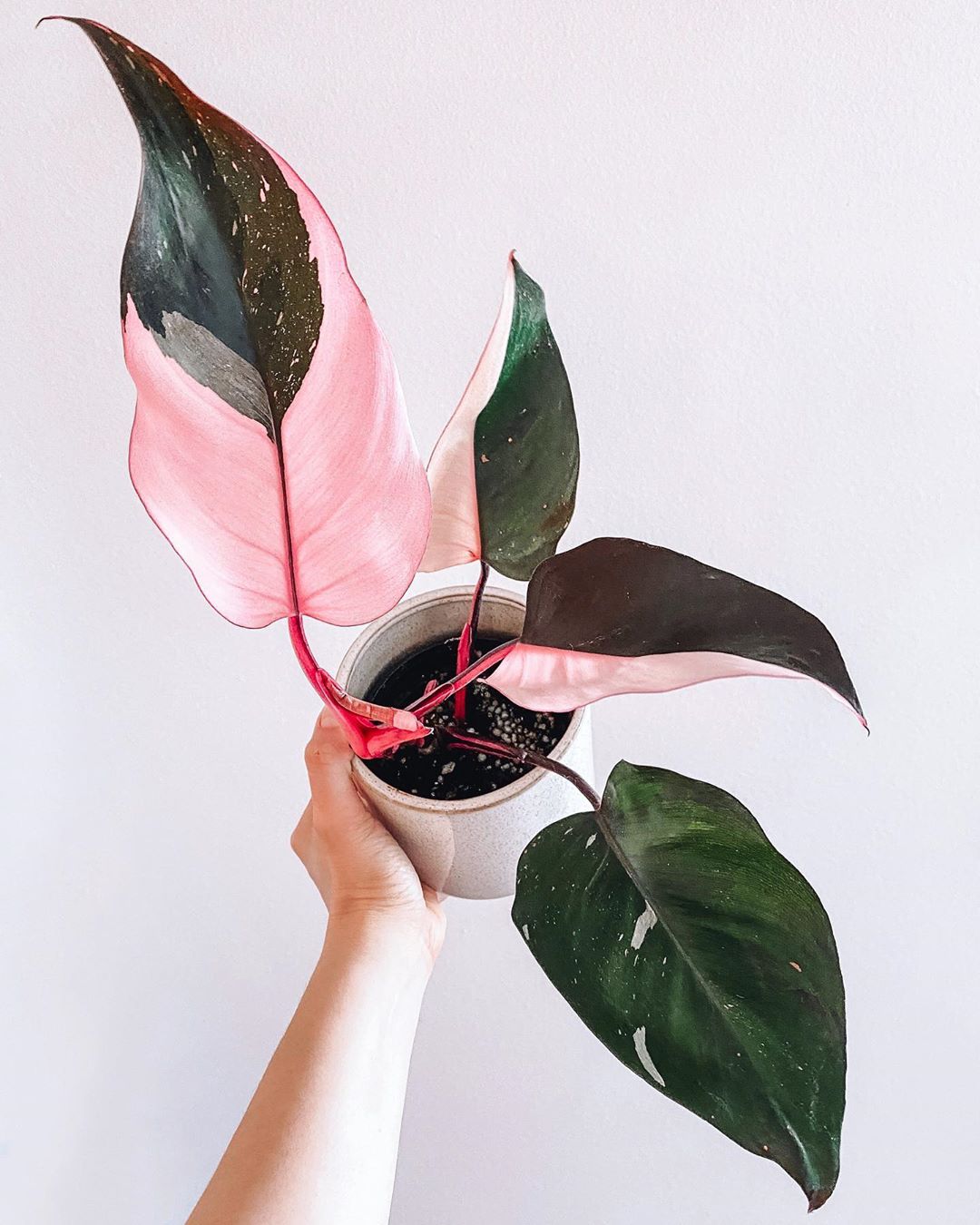 Różowe rośliny doniczkowe tak piękne, że nie sposób im się oprzeć. Wśród nich filodendron Pink Princess!