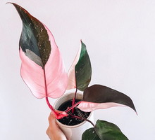 Różowe rośliny doniczkowe tak piękne, że nie sposób im się oprzeć. Wśród nich filodendron Pink Princess!