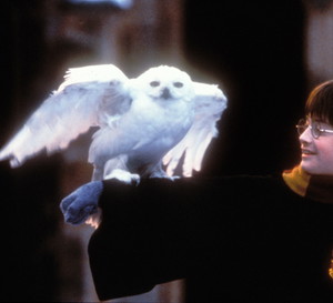 „Harry Potter” będzie dostępny na Netflix! Kiedy filmy o młodym czarodzieju trafią na platformę streamingową?