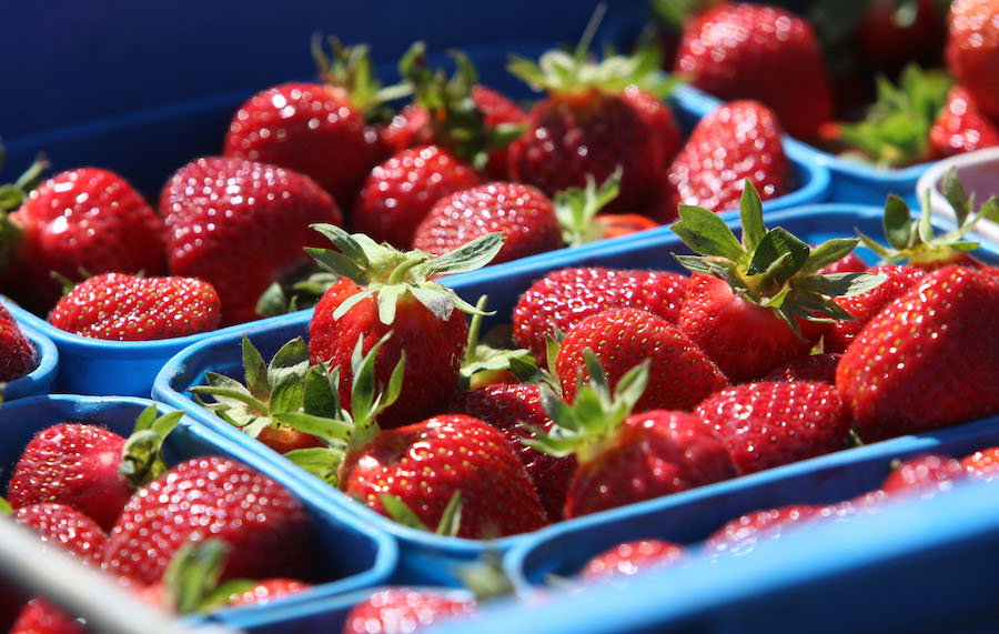 New Zealand Strawberry Season Thrives Ahead Of Christmas Rush