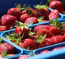 New Zealand Strawberry Season Thrives Ahead Of Christmas Rush