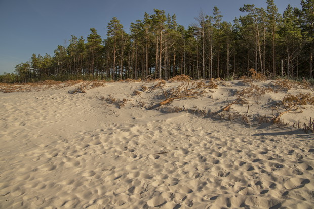 Plaża Sasino