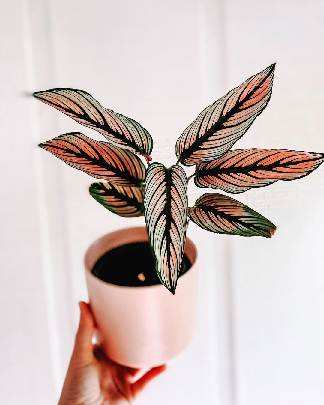Kwiaty doniczkowe zielone: 6 najładniejszych roślin do domu / Calathea White Star