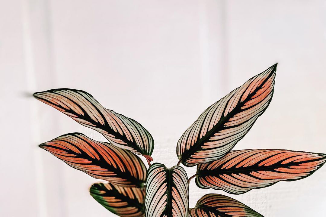Kwiaty doniczkowe zielone: 6 najładniejszych roślin do domu / Calathea White Star