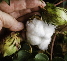 Dlaczego wybierając wkładki higieniczne i podpaski, warto sięgnąć po te z bawełny organicznej? 3 powody, które warto znać