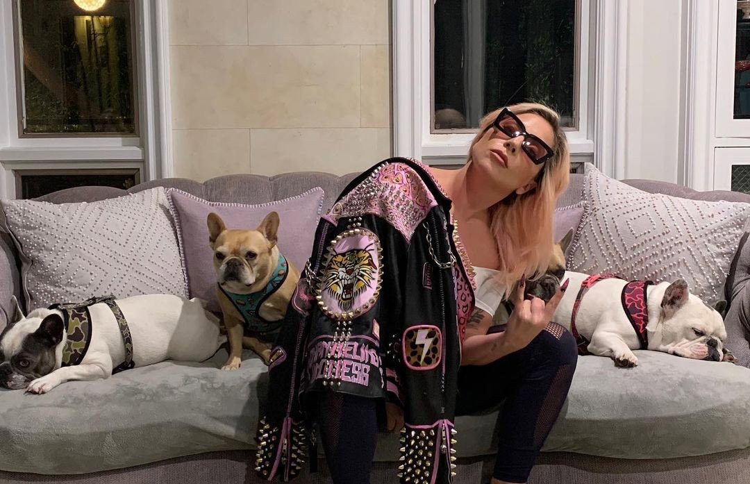 Buldożki Lady Gagi odnalezione