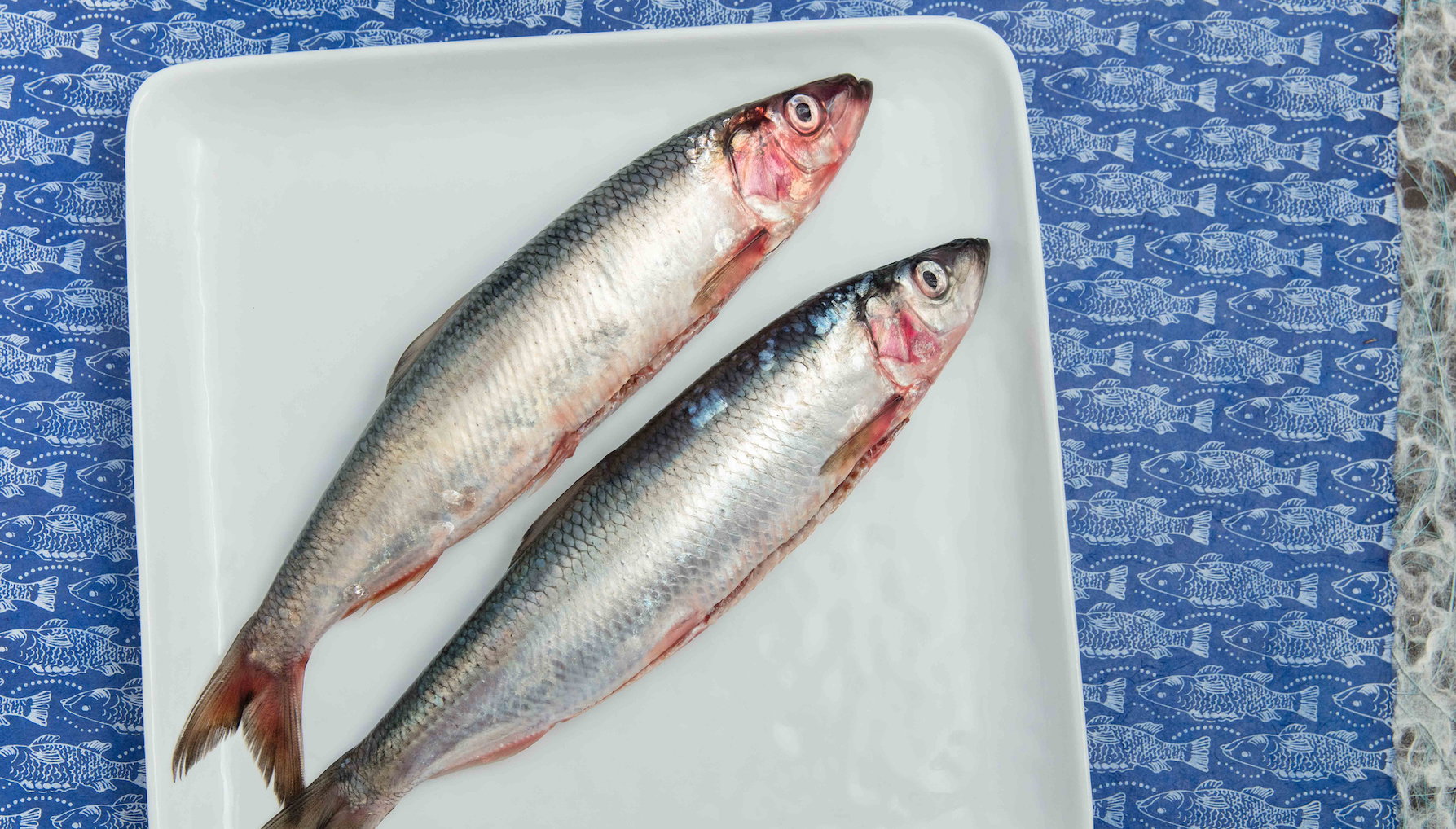 Herring