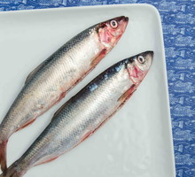 Herring