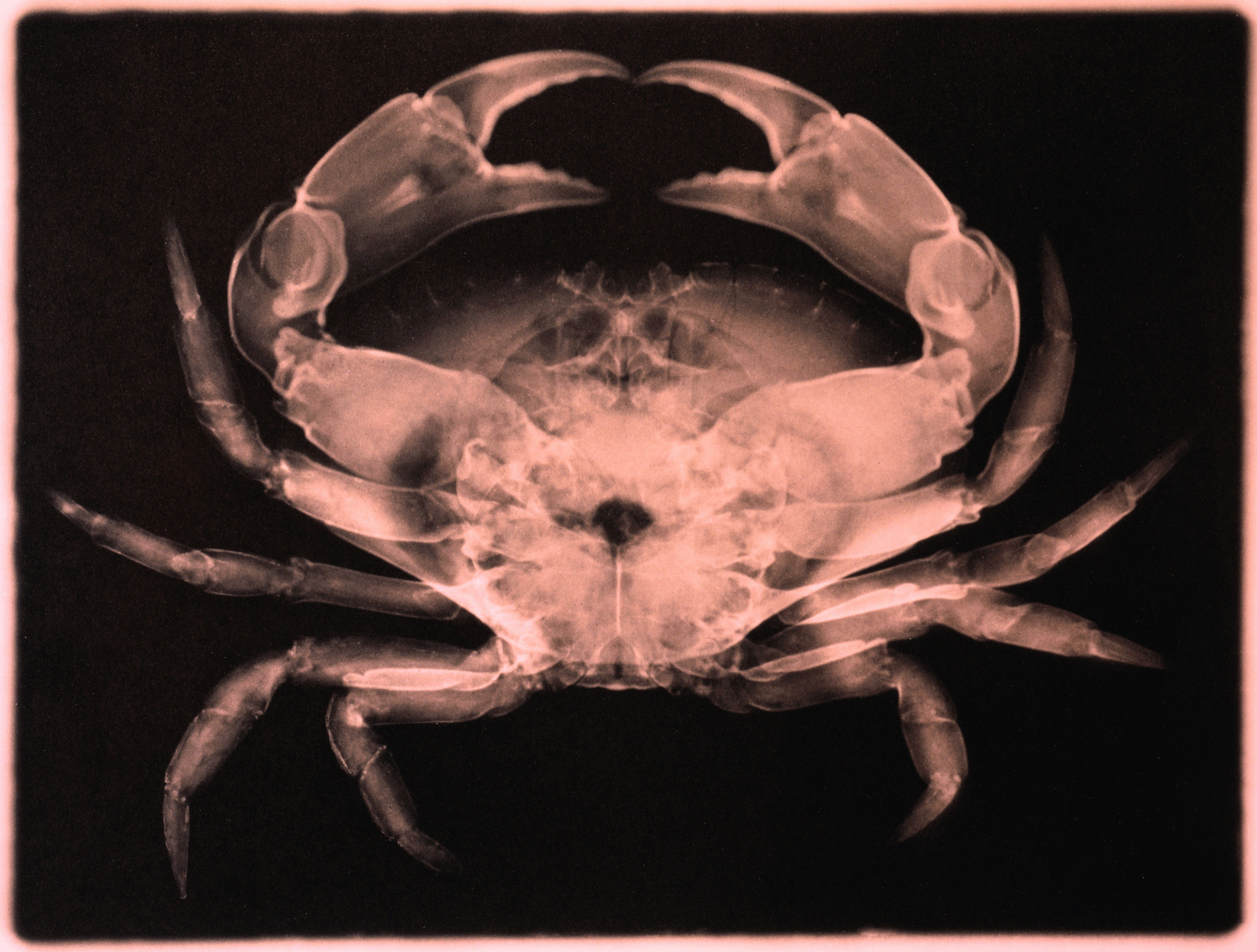 X-ray of crab (Decapoda) (B&amp;W)