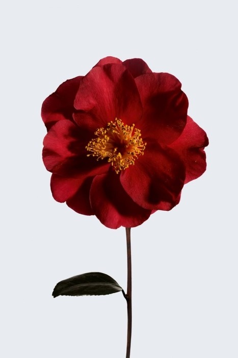 N°1 DE CHANEL