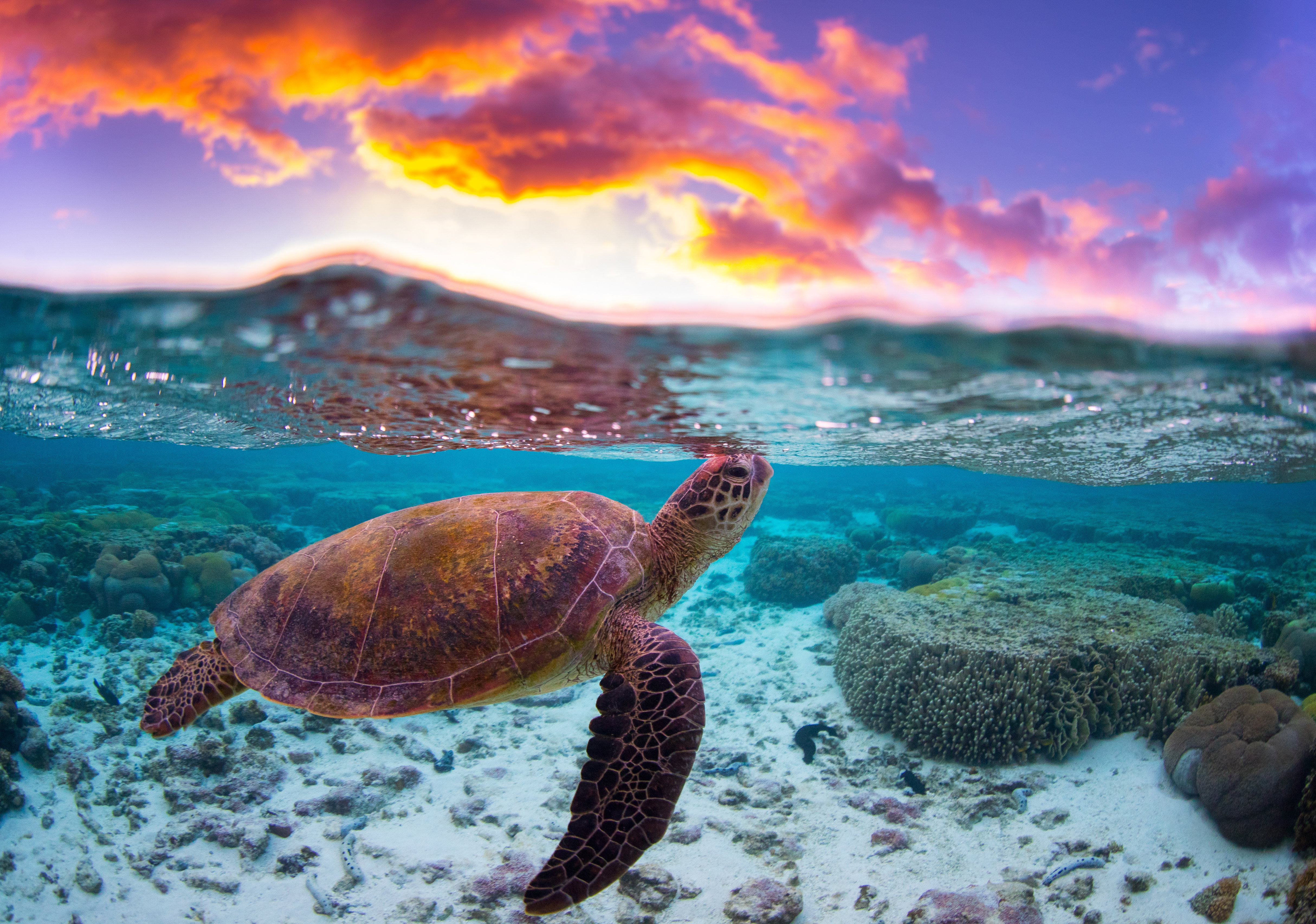 turtle