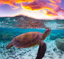 turtle