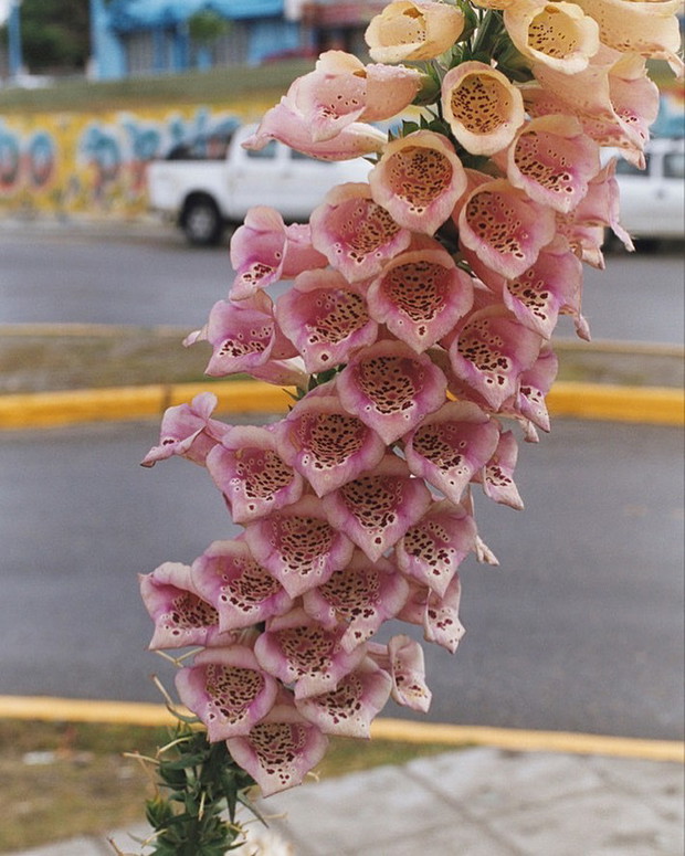 Gimaguas ss23