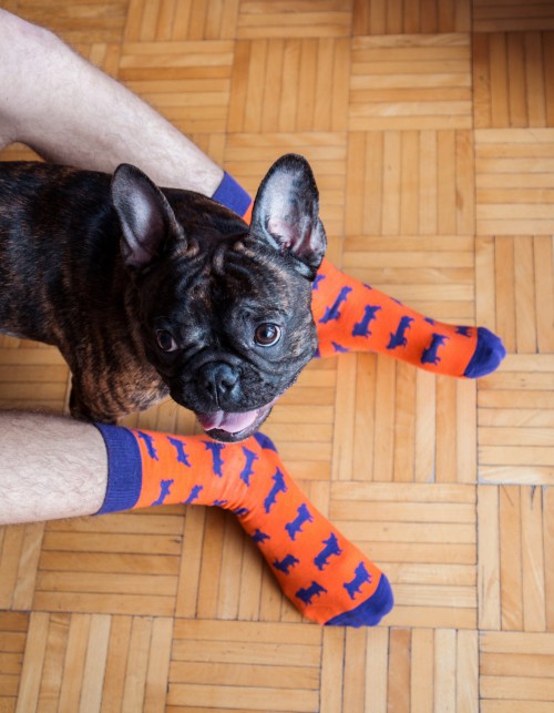 Skarpetki Kozacki Mops - 50zł