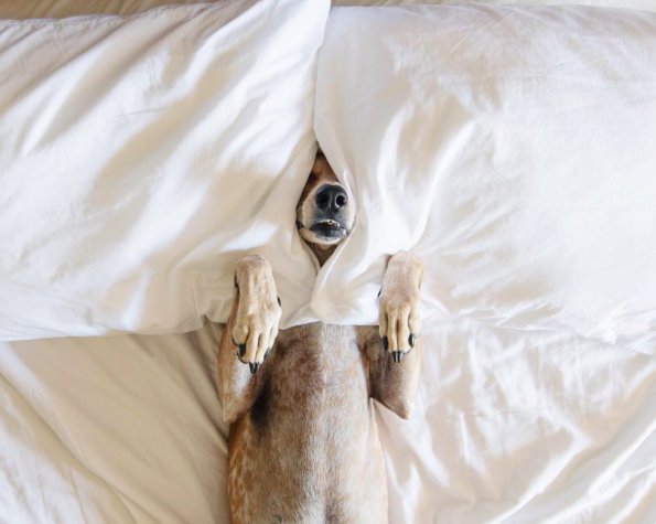 5 najbardziej stylowych psów na Instagramie / Instagram @thiswildidea