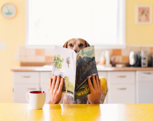5 najbardziej stylowych psów na Instagramie / Instagram @thiswildidea