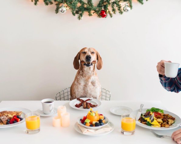 5 najbardziej stylowych psów na Instagramie / Instagram @thiswildidea