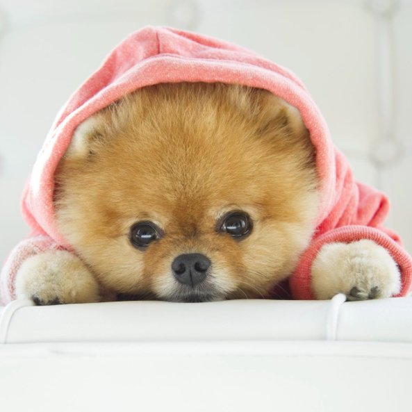5 najbardziej stylowych psów na Instagramie / Instagram @jiffpom