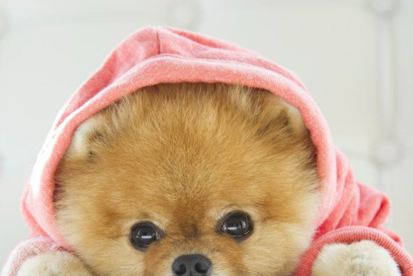 5 najbardziej stylowych psów na Instagramie / Instagram @jiffpom