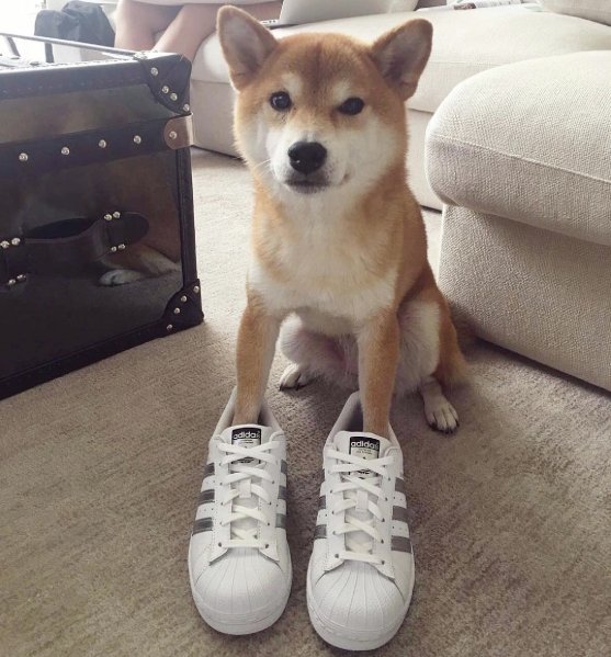 #adidassuperstar Instagram