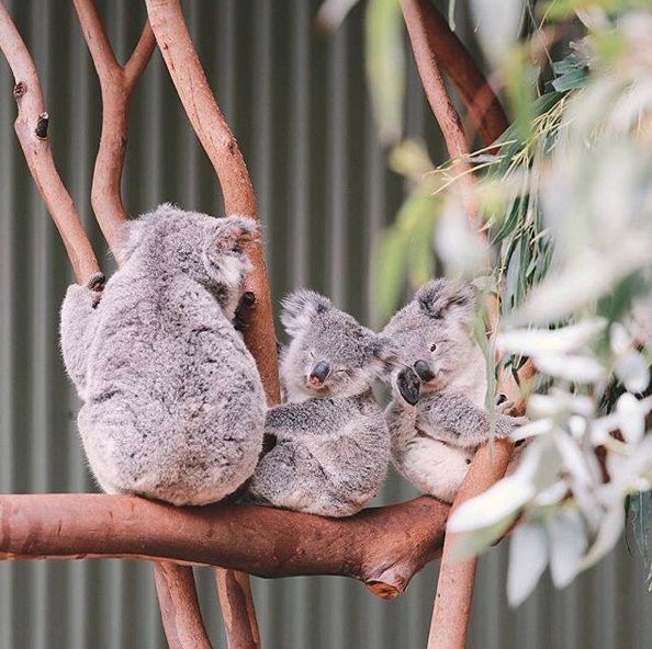 Te zdjęcia sprawią, że zaczniecie planować podróż do Australii