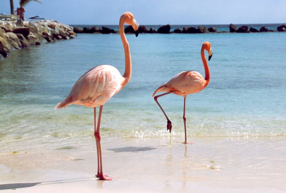 Flamingi