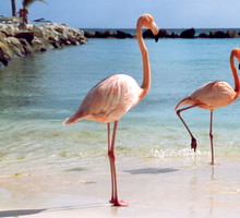Flamingi