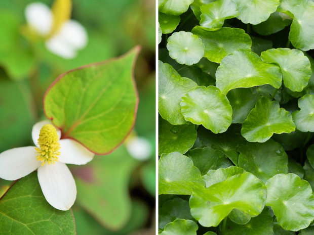 Pstrolistka sercowata (Houttuynia cordata)/Wąkrotka azjatycka (Centella asiatica)