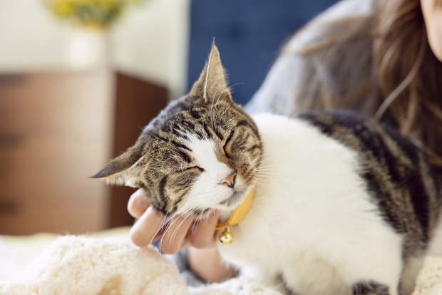 WHISKAS®