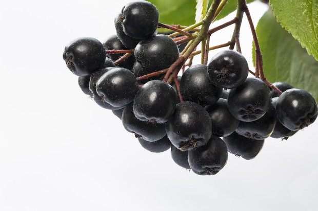 Polskie superfoods: Aronia