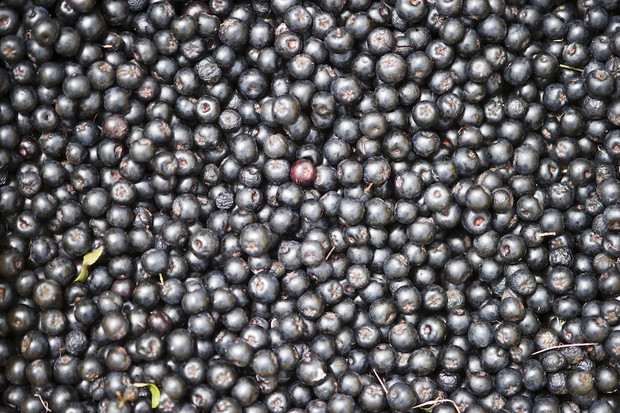 Polskie superfoods: Jagody