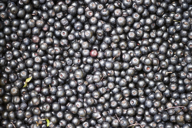 Polskie superfoods: Jagody