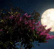 Różowy Księżyc? Już tej nocy będzie można obejrzeć jedno z piękniejszych astronomicznych zjawisk!