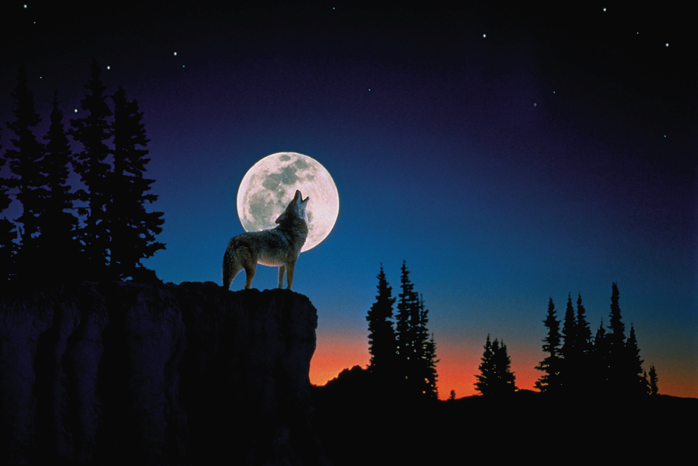 Wolf howling at the moon