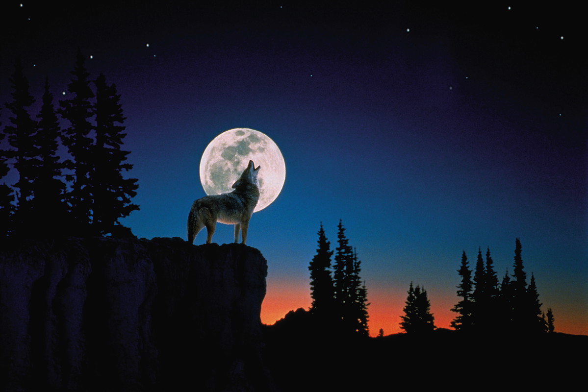 Wolf howling at the moon