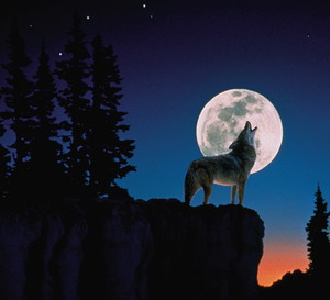 Wolf howling at the moon