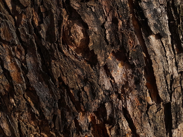Full Frame Shot Of Bark
