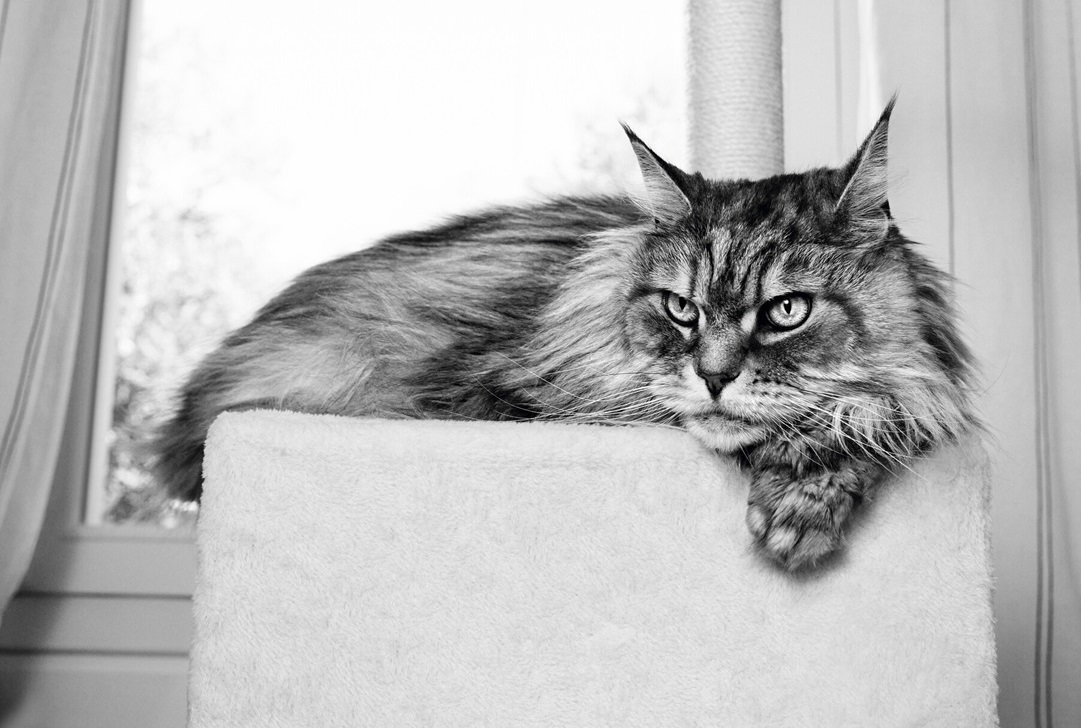 Royal Canin