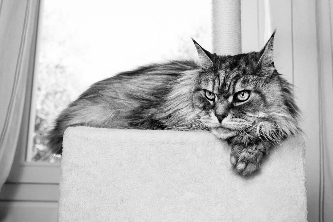 Royal Canin