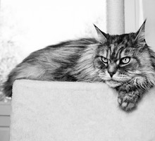 Royal Canin