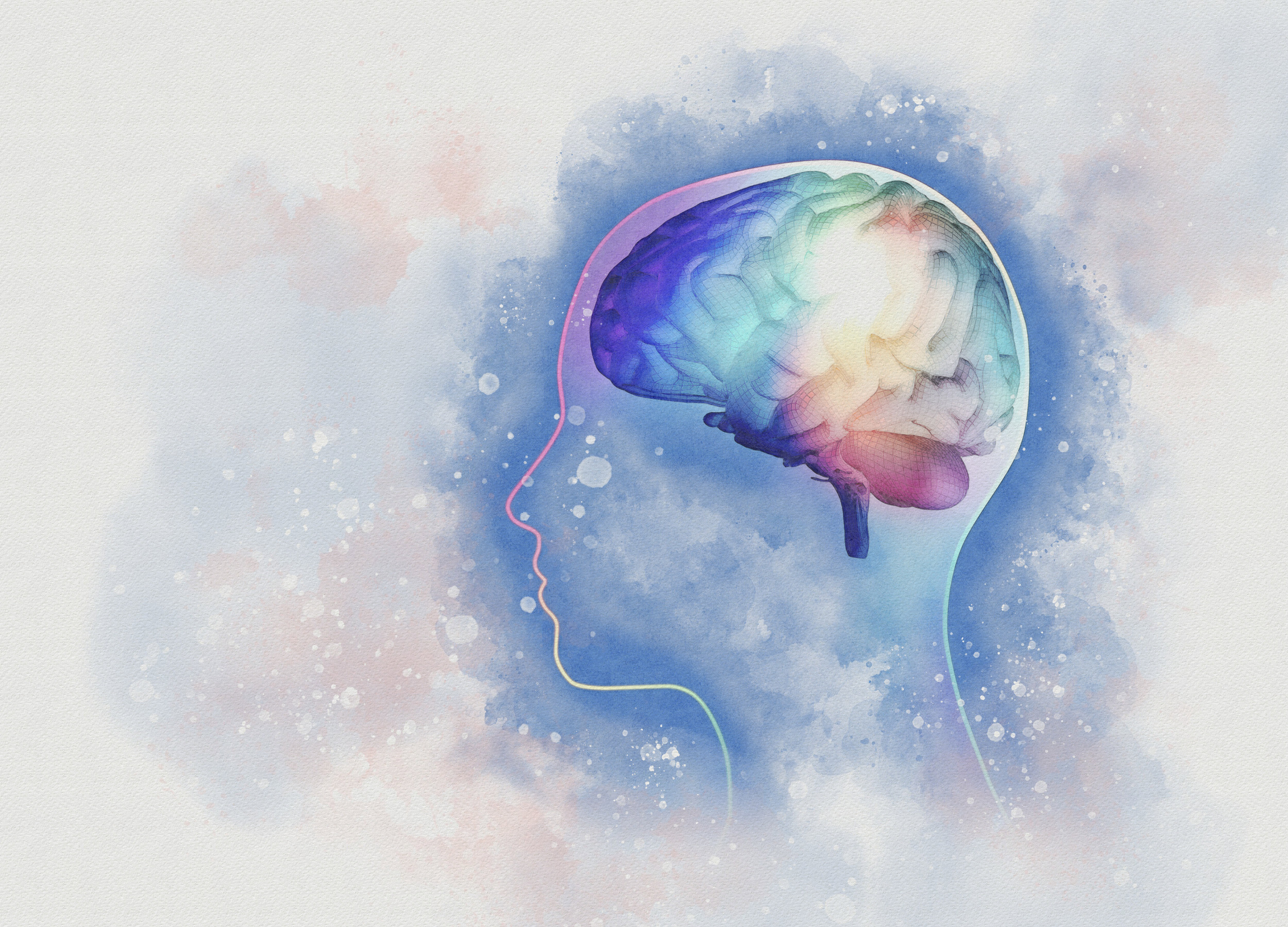Human brain, illustration